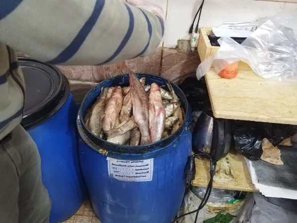 جانب من الحملات 