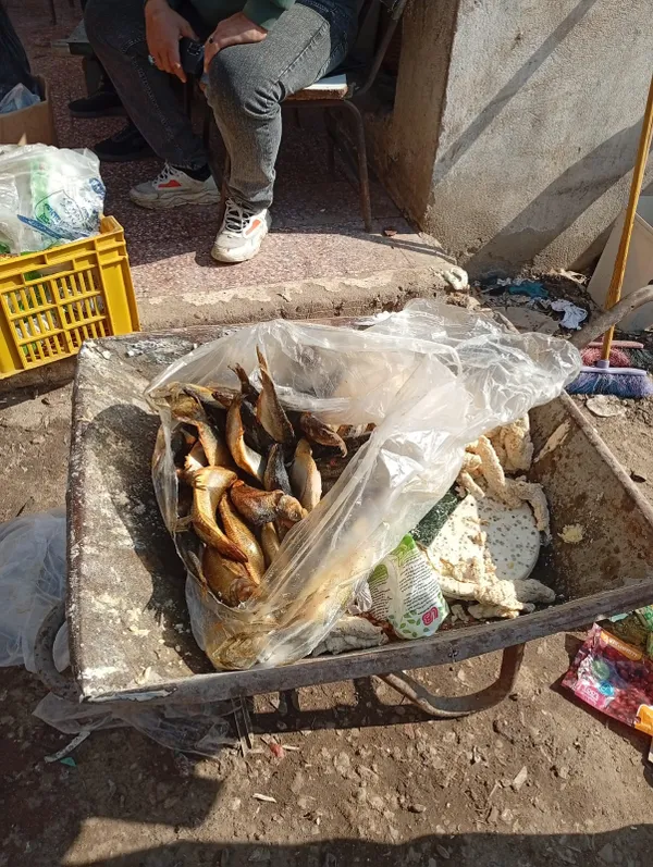 جانب من الحملة 