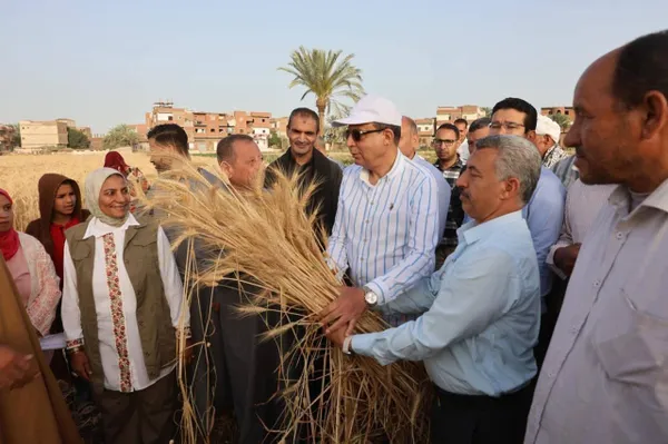 جانب من حصاد محصول القمح 