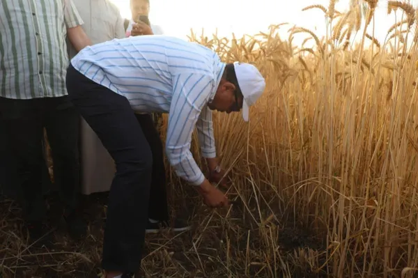 جانب من حصاد محصول القمح 