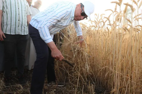 جانب من حصاد محصول القمح 