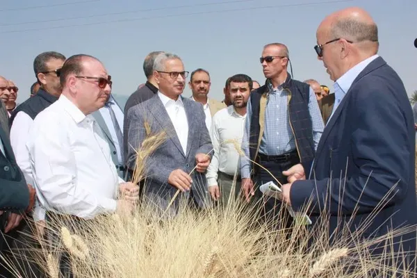  حصاد القمح ببنى سويف 