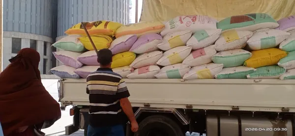 صوامع كفر الشيخ تستقبل الأقماح