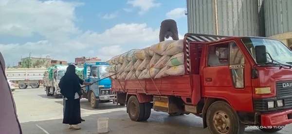 صوامع كفر الشيخ تستقبل الأقماح