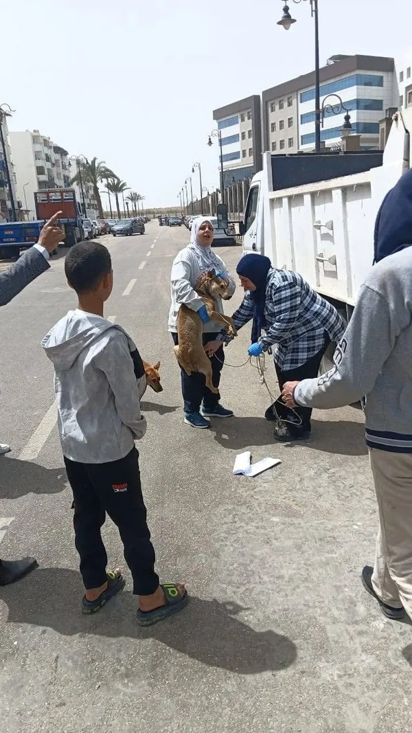 محافظة بورسعيد تبدأ في جمع الكلاب الضالة من كافة الأحياء وبورفؤاد 