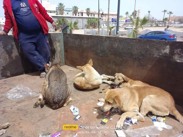 محافظة بورسعيد تبدأ في جمع الكلاب الضالة من كافة الأحياء وبورفؤاد 