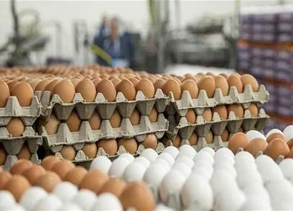 أسعار البيض اليوم