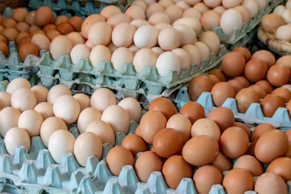 أسعار البيض اليوم 