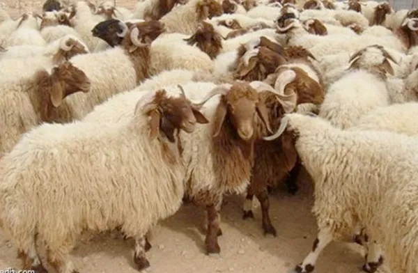 أسعار لحم الضائن 