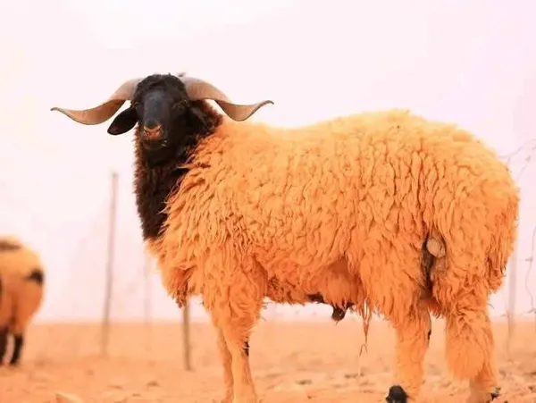 أضاحي مطروح 