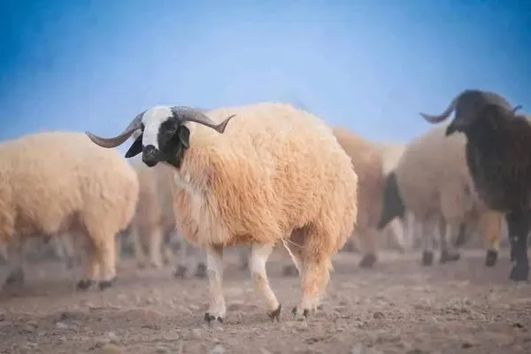أضاحي مطروح 