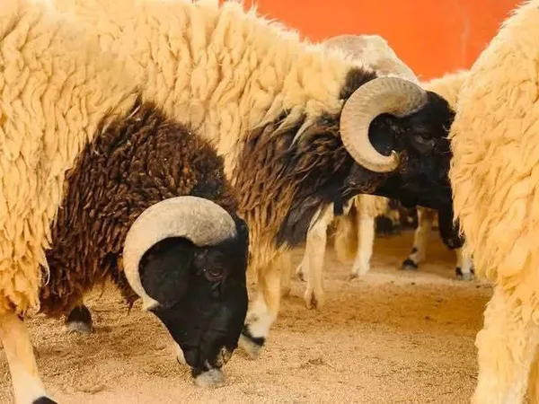 أضاحي مطروح 
