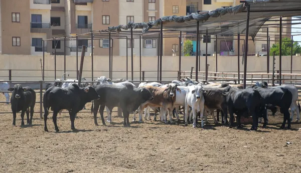 استعدادًا لاستقبال عيد الأضحى المبارك محافظ بورسعيد يتفقد مشروع تربية الماشية ومجزر بورسعيد لمتابعة انتظام العمل