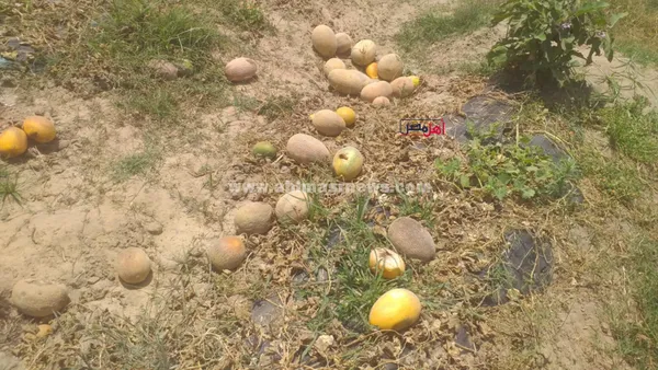 استغاثة مزارعي الأناناس بالبرلس 