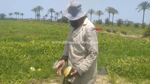 استغاثة مزارعي الأناناس بالبرلس 