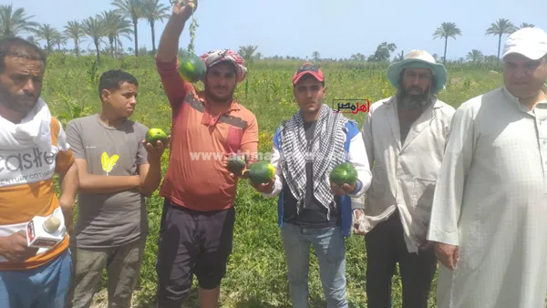 استغاثة مزارعي البطيخ بالبرلس 