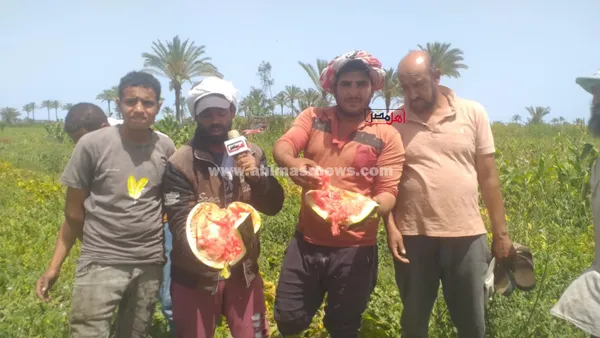 استغاثة مزارعي البطيخ بالبرلس 