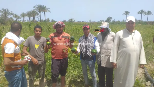 استغاثة مزارعي البطيخ بالبرلس 
