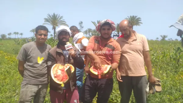 استغاثة مزارعي البطيخ بالبرلس 