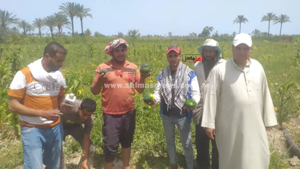 استغاثة مزارعي البطيخ بالبرلس 