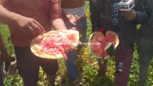 استغاثة مزارعي البطيخ بالبرلس 