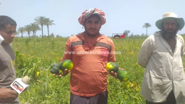 استغاثة مزارعي البطيخ بالبرلس 