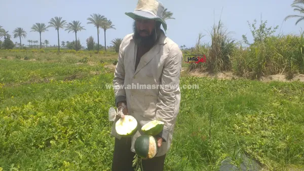استغاثة مزارعي البطيخ بالبرلس 