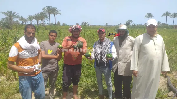 استغاثة مزارعي البطيخ بالبرلس 