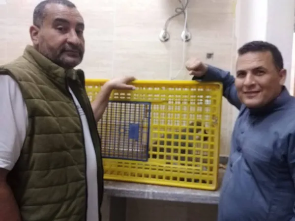 القرد الهارب 
