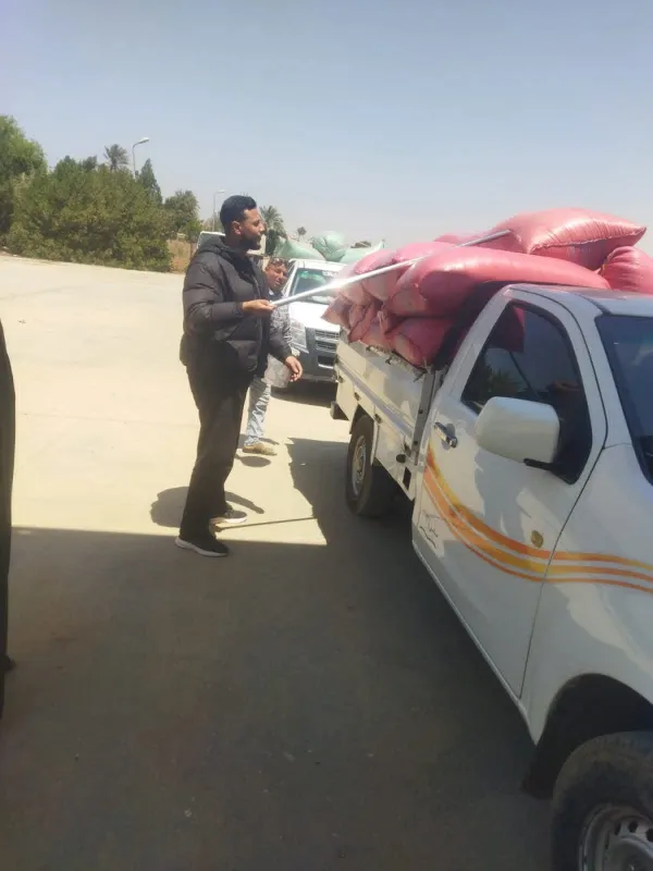 توريد القمح ببنى سويف
