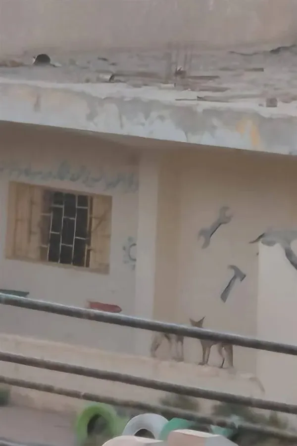 ثعالب داخل فناء مدرسة 