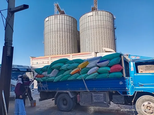جانب من توريد القمح 