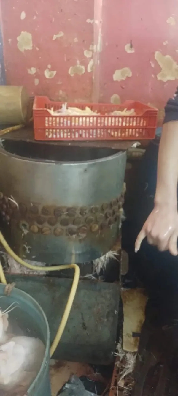 ضبط دواجن محقونة بالمياه وأدوات غش غذائي بسوقي الزهور والعصر ببورسعيد