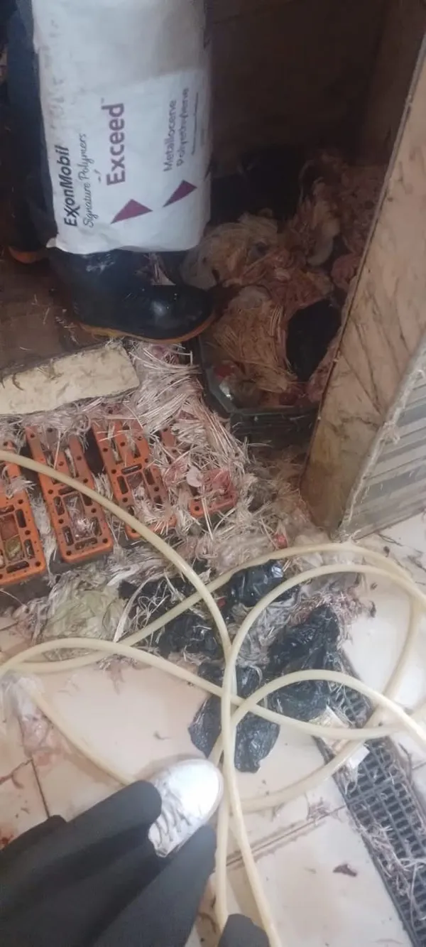 ضبط دواجن محقونة بالمياه وأدوات غش غذائي بسوقي الزهور والعصر ببورسعيد