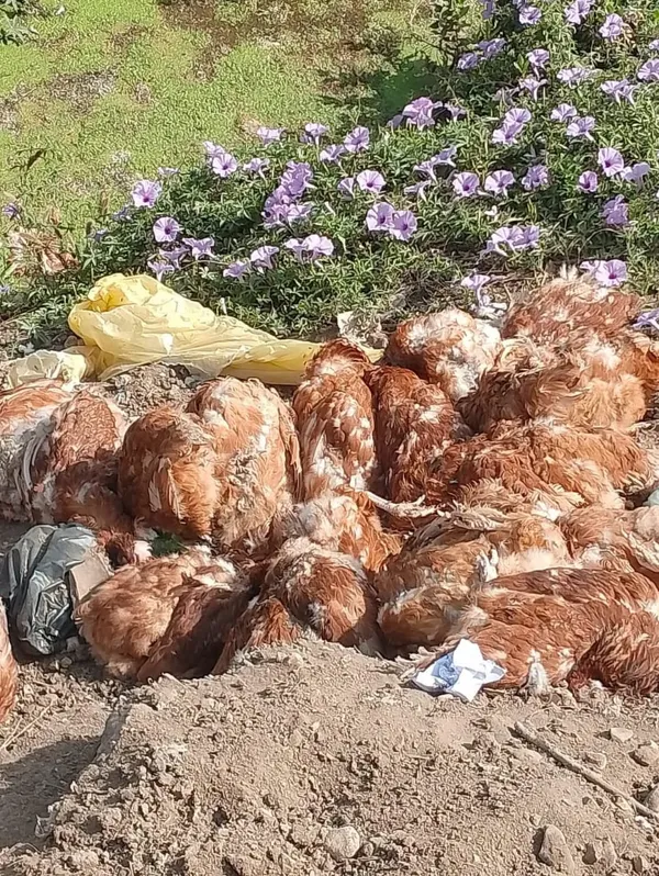 نفوق دواجن