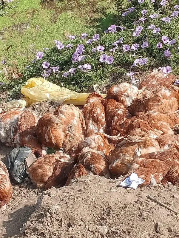 نفوق دواجن