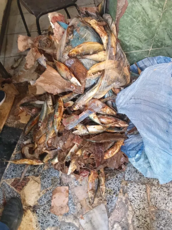 جانب من المضبوطات 