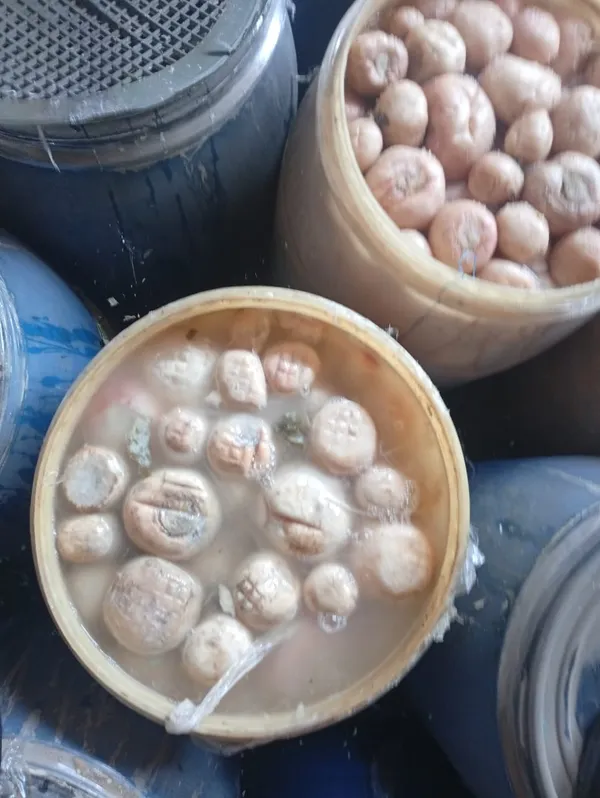 ضبوطات المنوفية 