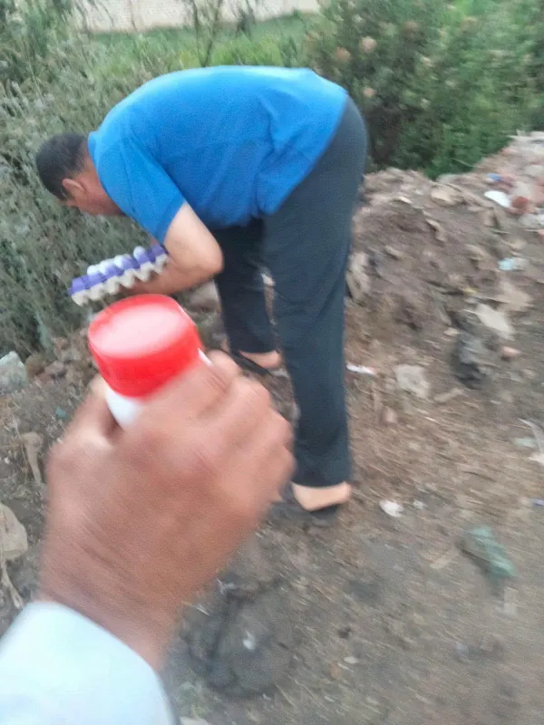 المنوفية 