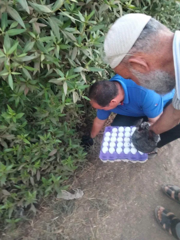 المنوفية 