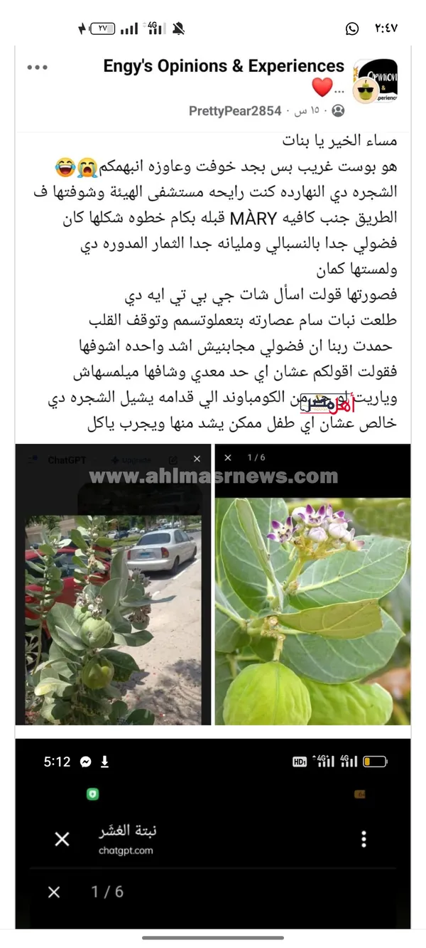 شجرة مسممة تثير الجدل بالإسماعيلية 