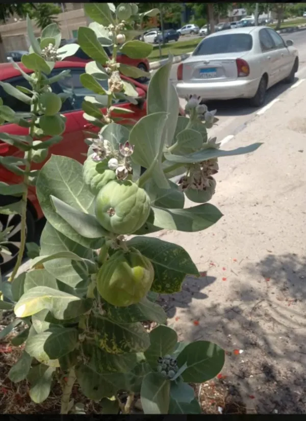 شجرة مسممة تثير الجدل بالإسماعيلية  