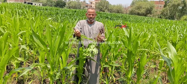 شكوى مزارعين من تضرر 10 أفدنة بسبب ارتفاع منسوب الصرف المغطى 