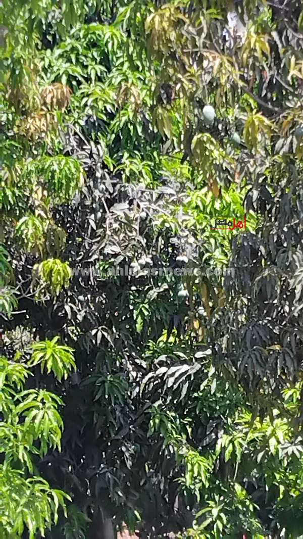 صور مزارع مانجو بالإسماعيلية  