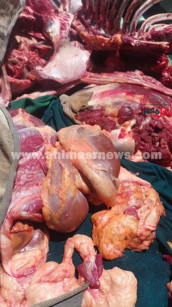 المضبوطات