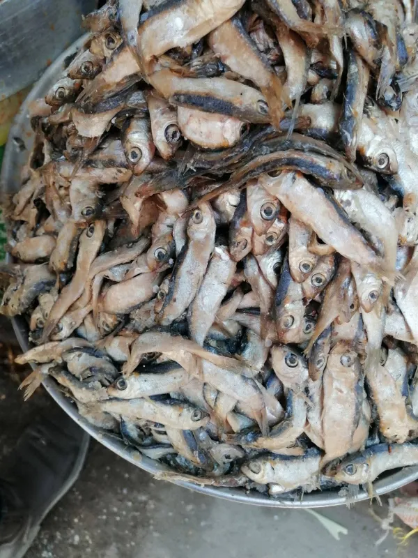 جانب من الضبطية