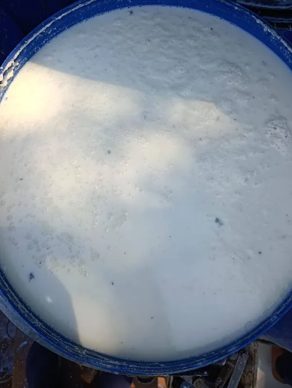 فيه حشرات.. ضبط 1.3 طن لبن سائل مشتبه في صلاحيته بقلين في كفر الشيخ 
