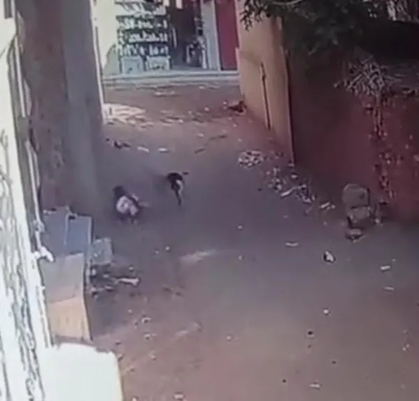 عقر الكلب
