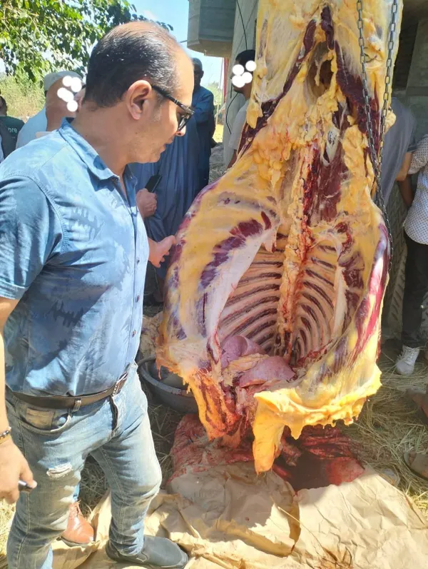 قبل تقديمها وليمة في أحد الأعراس.. الأجهزة الرقابية بمطوبس تضبط ذبيحة مصابة بمرض السٌل 