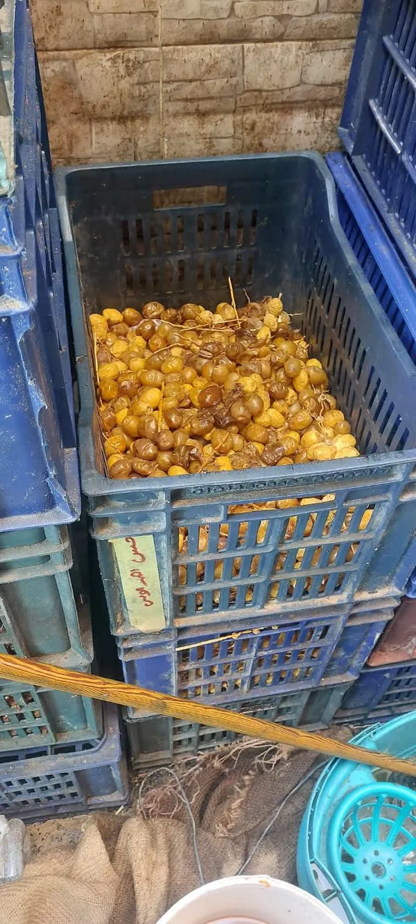 مطروح 